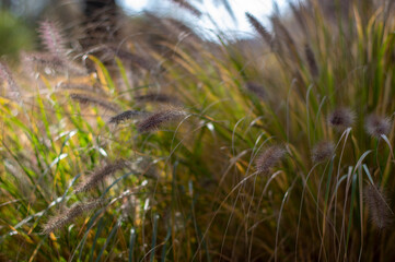 Pennisetum alopecuroides hameln foxtail fountain grass growing in the park, beautiful ornamental autumnal bunch of fountaingrass