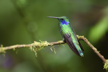 Green violetear is perching on branch