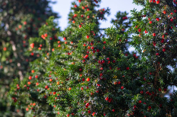 Fototapeta na wymiar Taxus baccata European yew is conifer shrub with poisonous and bitter red ripened berry fruits
