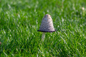 Coprinus comatus shaggy ink cap white gray mushroom growing in the lawn in the park, autumnal season