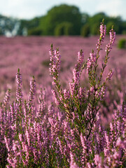 Nahaufnahme der lila Blüten von Heidekraut
