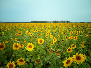 A field of bright yellow sunflowers