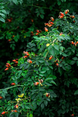 Yellow, orange and red rosehip berries hang on the branches. Green bushes with orange berries