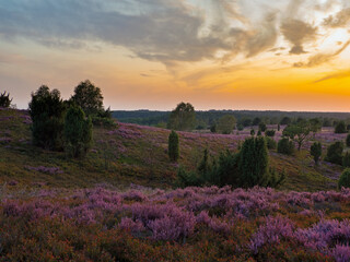 Blick vom Wilseder Berg zur Heidebl&uuml;te bei Sonnenuntergang, L&uuml;neburger Heide, Niedersachsen, Deutschland