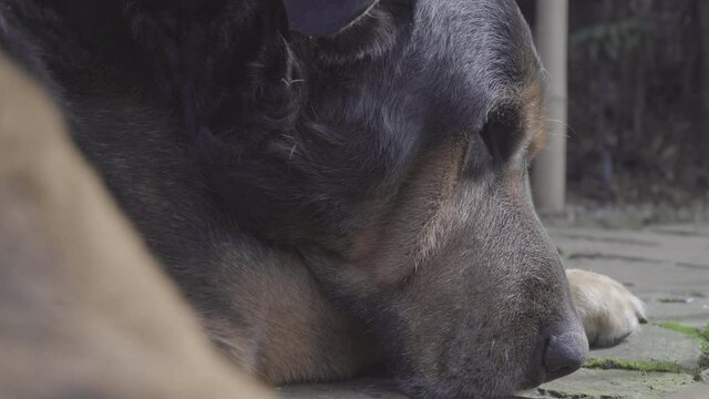 Close up of Rottweiler lying down bored, mucus in eye