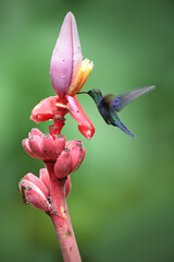 Crowned woodnymph is flying feeding nectar from red wild banana flower