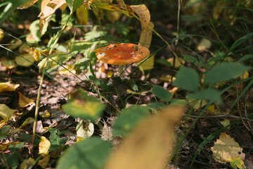 Forest mushrooms toadstools and toadstools. Poisonous mushroom. Forest mushrooms toadstools and toadstools. Poisonous mushroom. Autumn harvest. Autumn harvest.