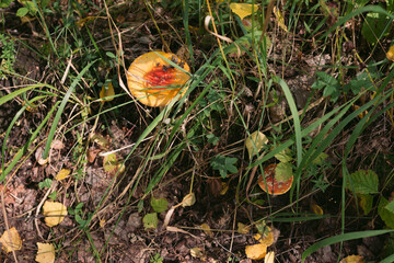 Forest mushrooms toadstools and toadstools. Poisonous mushroom. Forest mushrooms toadstools and toadstools. Poisonous mushroom. Autumn harvest. Autumn harvest.