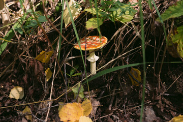 Forest mushrooms toadstools and toadstools. Poisonous mushroom. Forest mushrooms toadstools and toadstools. Poisonous mushroom. Autumn harvest. Autumn harvest.