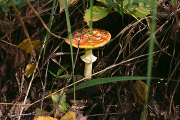 Forest mushrooms toadstools and toadstools. Poisonous mushroom. Forest mushrooms toadstools and toadstools. Poisonous mushroom. Autumn harvest. Autumn harvest.