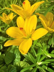 Yellow lilies