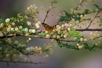 butterfly on a branch