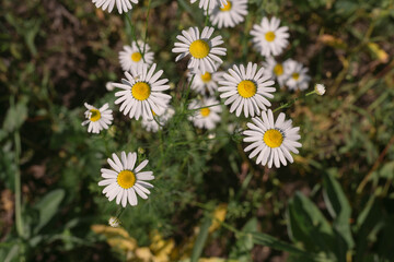 Chamomile flowers on a summer day. Chamomile for skin care. Tea with chamomile.