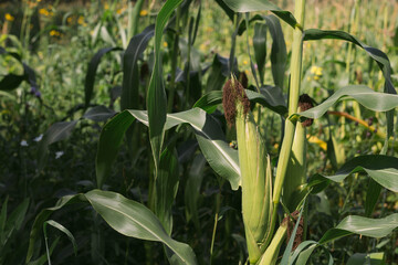 An ear of corn. Harvest. How to choose delicious corn.