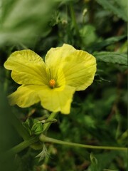 yellow flower in the garden