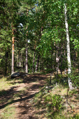 A path in the forest in the shade of pine and birch trees on a Sunny summer day
