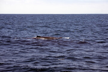 Dorsal fin of a humpback whale in Machalilla National Park, off the coast of Puerto Lopez, Ecuador