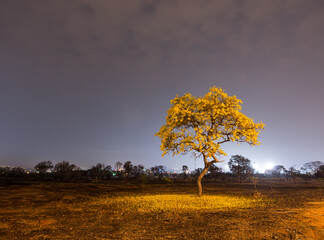An yellow Ipe blossoming in Brasilia after a fire wiped most of the vegetation surrounding it.