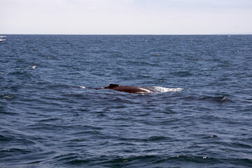Dorsal fin of a humpback whale in Machalilla National Park, off the coast of Puerto Lopez, Ecuador