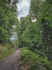 Fototapeta na wymiar Mountain trail from the Fir forest station