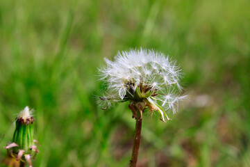 Beautiful dandelion in the grass