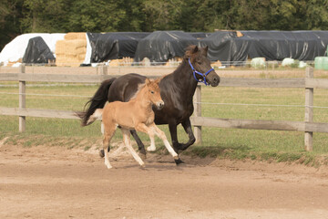 Mutterstute mit Fohlen in Bewegung, Islandpferde
