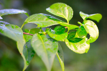 Beautiful background with green leaf in nature