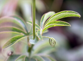 macro close-up of the leaves of a passion fruit plant (Passiflora edulis)