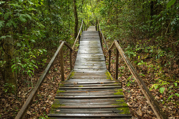 Fototapeta na wymiar Wooden stairs inside a rainy forest.