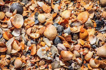 the sea shell background will give you warm memories.