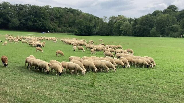 Schafherde beim Weiden im Taunus