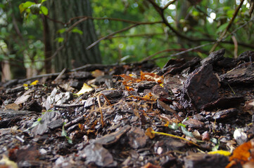 Tree bark on the wet forest undergrowth