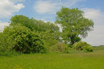 Obraz premium Trees and flowering Elder shrubs on a sunny day with clear blue sky.