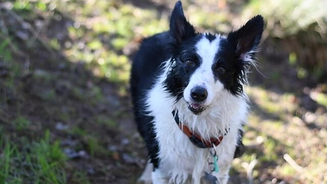 Beautiful boder collie burking while move his tale