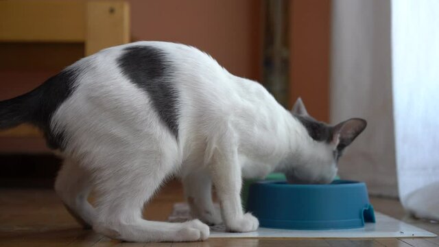 Puppy cat eating very quickly and anxiously from his pot in front of a window. static midplane
