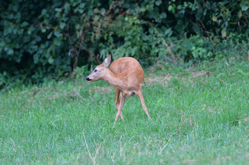Doe deer walks across the meadow on the pasture