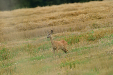 Naklejka na ściany i meble Doe deer come out on a pasture in a mown field of grain