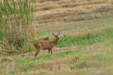 Doe deer come out on a pasture in a mown field of grain