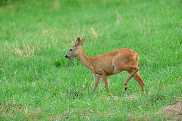Naklejka na ściany i meble Doe deer walks across the meadow on the pasture