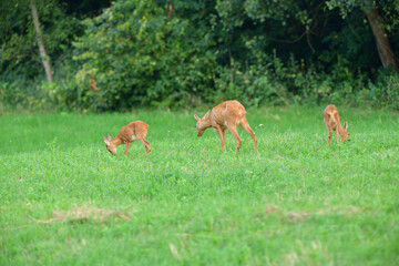 Naklejka na ściany i meble Mom doe with two young fawn grazes on the grass at sunset