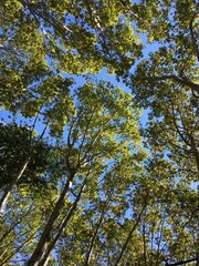 green leaves against blue sky