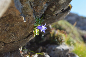 イワギキョウ。岩桔梗。花。