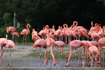 Fototapeta na wymiar Pink Flamingos in national park