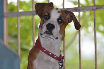 Loyal puppy