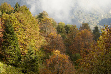 Forest in autumn and clouds