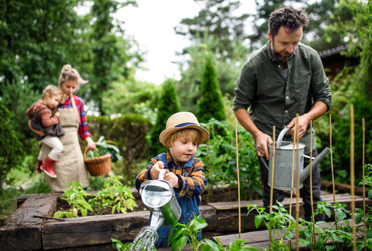 Family with small children gardening on farm, growing organic vegetables.