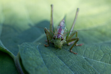 Green grasshopper on the leaf