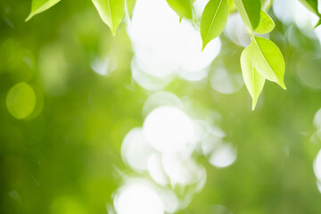 Closeup beautiful attractive nature view of green leaf on blurred greenery background in garden with copy space using as background natural green plants landscape, ecology, fresh wallpaper concept.