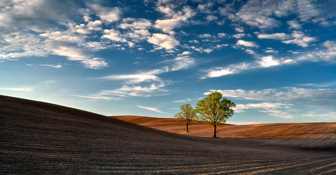 Cultivated fields, lone oak grows on the right, growing grain in the background, Poland, Surroundings of Pasłek, Pomeranian Voivodeship