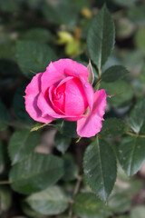 Pink rose blooming in garden close - up view